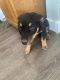 Mixed Puppies for sale in Carrollton, TX, USA. price: $300
