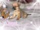 Mixed Puppies for sale in Gastonia, NC, USA. price: $550