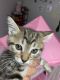 Mixed Cats for sale in Riverview, FL, USA. price: NA