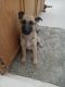Mixed Puppies for sale in Pinon Hills, CA, USA. price: $80