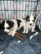 Mixed Puppies for sale in Fort Myers, FL 33916, USA. price: $600