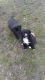 Mixed Puppies for sale in Pikeville, KY 41501, USA. price: NA
