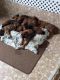 Mixed Puppies for sale in Tampa-St. Petersburg Metropolitan Area, FL, USA. price: $40,000