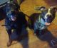 Mixed Puppies for sale in Anmoore, WV, USA. price: $100