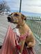 Mixed Puppies for sale in Port Chester, NY 10573, USA. price: NA
