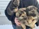 Mixed Puppies for sale in Mt Pleasant, MI 48858, USA. price: NA