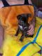 Mixed Puppies for sale in Knoxville, TN, USA. price: $450
