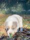 Mixed Puppies for sale in Citrus Springs, FL, USA. price: NA