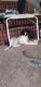 Mixed Puppies for sale in Quakertown, PA 18951, USA. price: NA