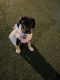 Mixed Puppies for sale in Everett, MA 02149, USA. price: $800