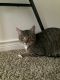 Mixed Cats for sale in Amarillo, TX, USA. price: $55