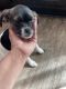Mixed Puppies for sale in Mascotte, FL, USA. price: NA