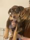 Mixed Puppies for sale in Repecho Dr, San Diego, CA 92124, USA. price: $700