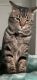 Mixed Cats for sale in Lakewood, WA, USA. price: NA