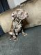 Mixed Puppies for sale in 1490 Hudson Ave, Rochester, NY 14621, USA. price: $900