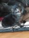 Mixed Cats for sale in Columbia, SC, USA. price: $20