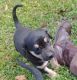 Mixed Puppies for sale in Pineville, LA, USA. price: NA