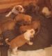 Mixed Puppies for sale in Port Orchard, WA, USA. price: $800