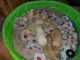 Mixed Puppies for sale in Lakebay, WA 98349, USA. price: $600