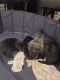 Mixed Puppies for sale in Germantown, MD, USA. price: $450