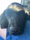 Mixed Puppies for sale in Williston, ND 58801, USA. price: NA
