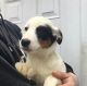 Mixed Puppies for sale in Pittsfield, MA 01201, USA. price: $650