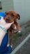 Mixed Puppies for sale in Lockhart, FL 32810, USA. price: $100