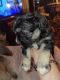 Mixed Puppies for sale in Carmichael, CA, USA. price: $75,000