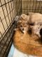 Mixed Puppies for sale in Missouri City, TX 77489, USA. price: $175