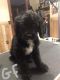 Mixed Puppies for sale in Rock Stream, NY 14878, USA. price: NA