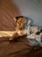 Mixed Puppies for sale in Berkeley Springs, WV 25411, USA. price: $100