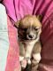 Mixed Puppies for sale in West Orange, NJ 07052, USA. price: $1,050