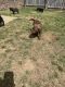 Mixed Puppies for sale in Fayetteville, NC, USA. price: $750