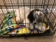 Mixed Puppies for sale in Leesburg, FL, USA. price: NA