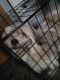 Mixed Puppies for sale in Kearny, NJ, USA. price: $3,000