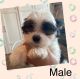Mixed Puppies for sale in Wesley Chapel, FL, USA. price: NA