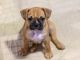 Mixed Puppies for sale in Crestview, FL, USA. price: NA