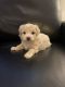 Mixed Puppies for sale in West Haven, CT 06516, USA. price: $2,800