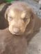 Mixed Puppies for sale in Red House, VA 23963, USA. price: $500