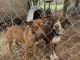 Mixed Puppies for sale in Sweetwater, TN 37874, USA. price: $75