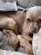 Mixed Puppies for sale in Plantation, FL, USA. price: $1,000