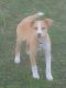 Mixed Puppies for sale in Grover, NC 28073, USA. price: NA