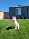 Mixed Puppies for sale in Oxnard, CA 93036, USA. price: NA