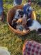 Mixed Puppies for sale in Englewood, OH, USA. price: $200