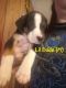 Mixed Puppies for sale in Pawnee, OK 74058, USA. price: $100