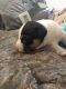 Mixed Puppies for sale in Midvale, UT 84047, USA. price: $200