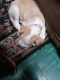 Mixed Puppies for sale in Chicago, IL, USA. price: $10,000