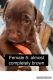 Mixed Puppies for sale in Christiana, TN 37037, USA. price: NA