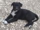Mixed Puppies for sale in 3621 Regent Dr, Dallas, TX 75229, USA. price: $50