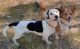 Mixed Puppies for sale in Colorado Springs, CO, USA. price: $15,000